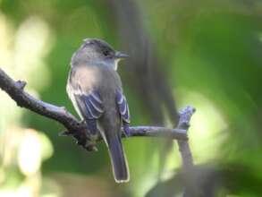 Willow Flycatcher near Cosiguina