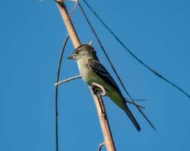 A willow flycatcher at Mateare transect