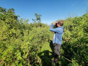 Willow flycatcher habitat near Tisma