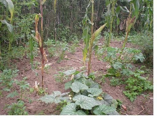 Promotion of Ecological Sanitation for development