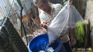 Catfish breeding to support family in pandemic