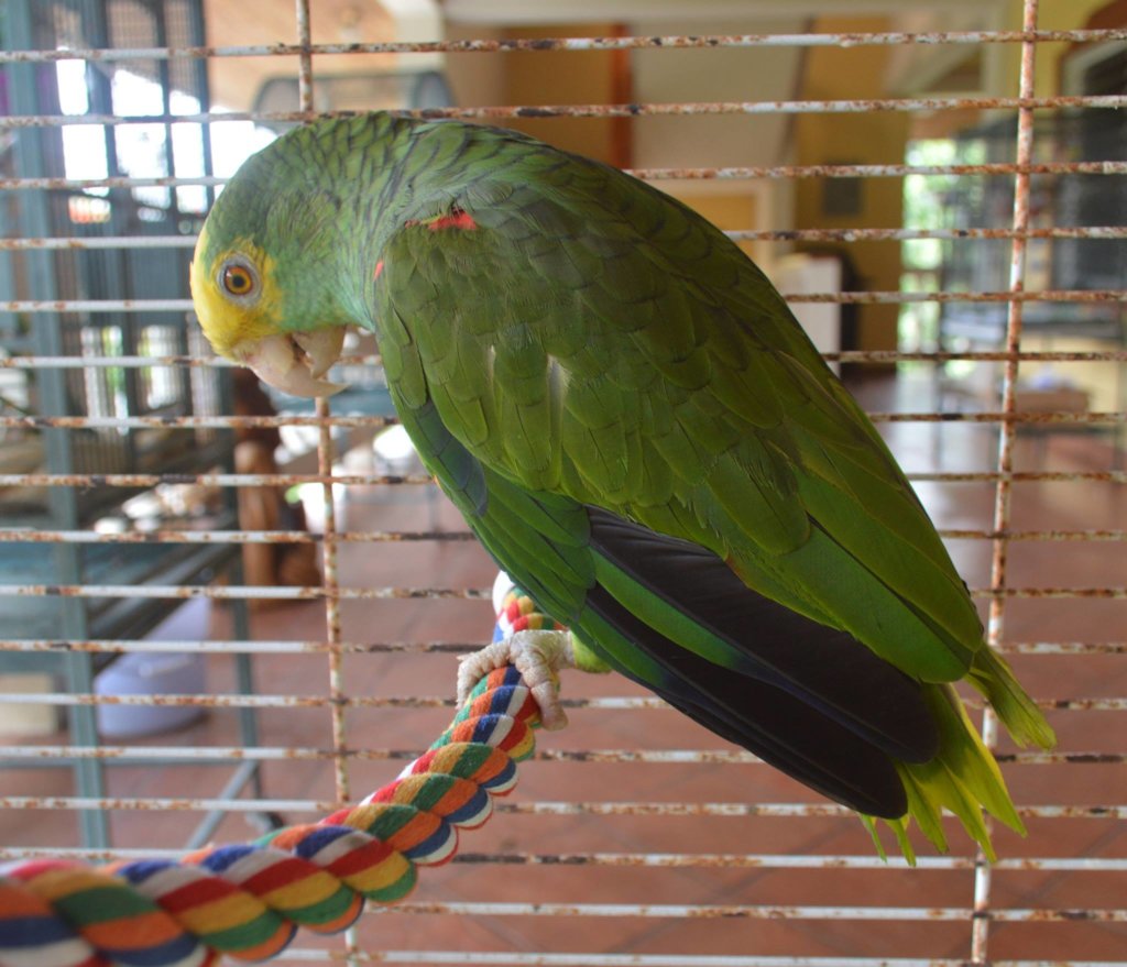 Papi's Playhouse & Special Needs Enrichment Centre