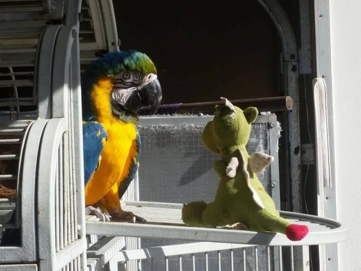 Papi's Playhouse & Special Needs Enrichment Centre