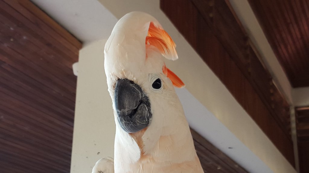 Papi's Playhouse & Special Needs Enrichment Centre