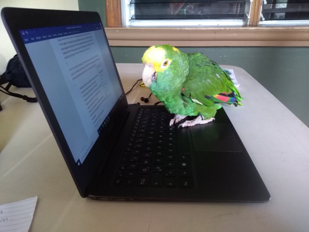 Papi's Playhouse & Special Needs Enrichment Centre