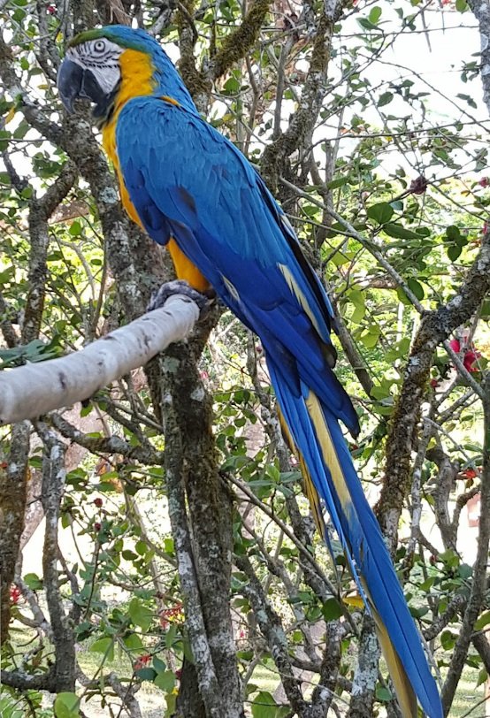 Papi's Playhouse & Special Needs Enrichment Centre