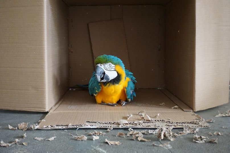 Papi's Playhouse & Special Needs Enrichment Centre