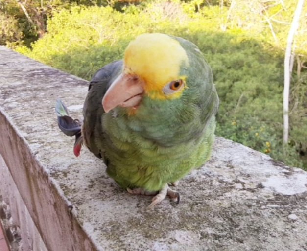 Papi's Playhouse & Special Needs Enrichment Centre