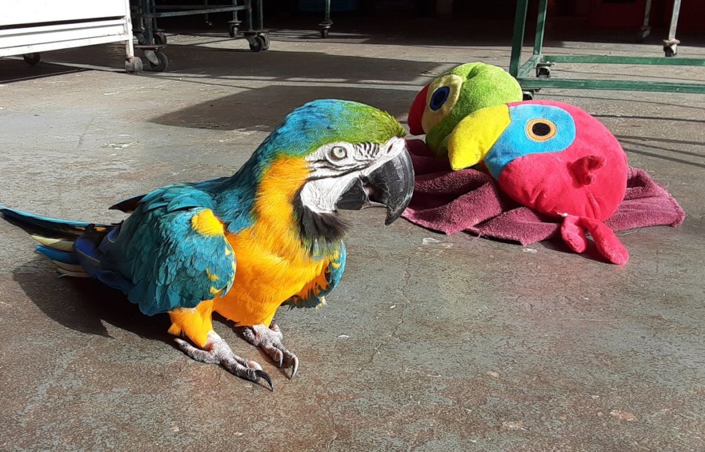 Papi's Playhouse & Special Needs Enrichment Centre