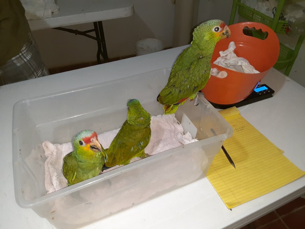 Papi's Playhouse & Special Needs Enrichment Centre