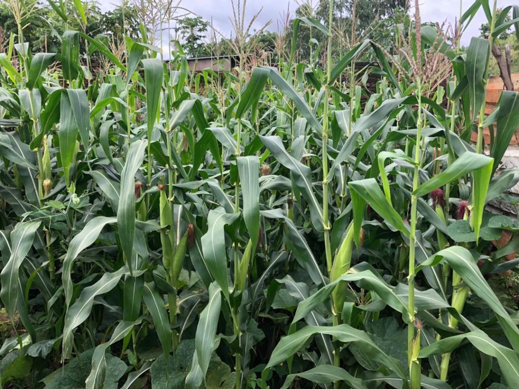 Supporting Subsistence Farmers in Malawi