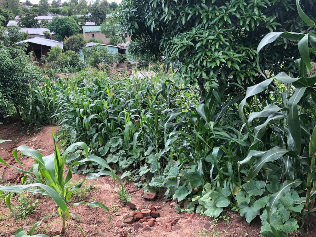 Supporting Subsistence Farmers in Malawi