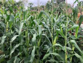 Maize Crop