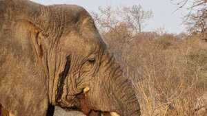 Protecting Our African Elephant