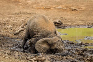 Mud is sooo much fun!