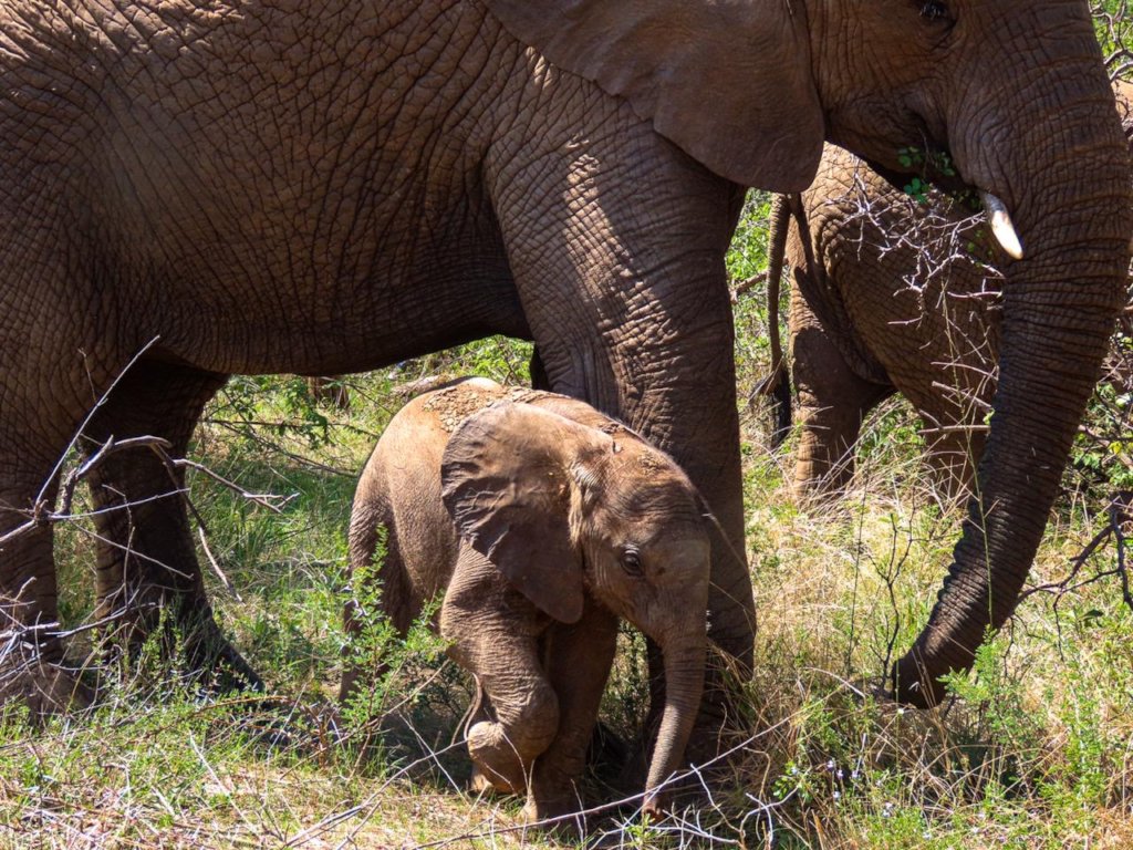 Protecting the African Elephants from Extinction
