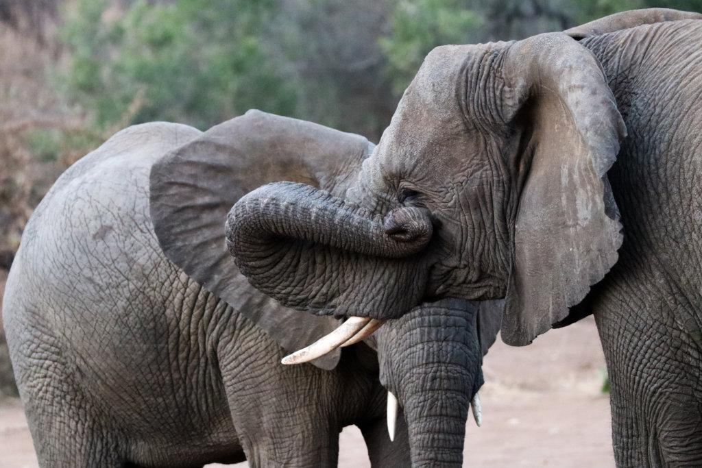Protecting the African Elephants from Extinction