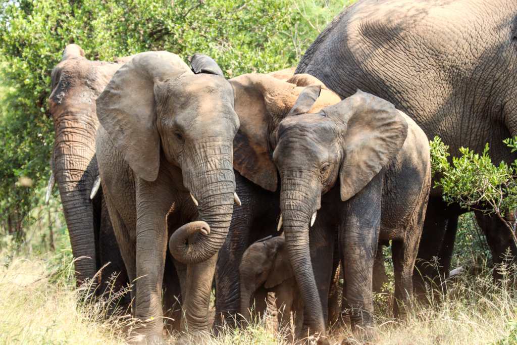 Protecting the African Elephants from Extinction