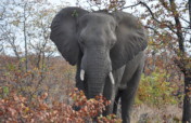 Protecting the African Elephants from Extinction