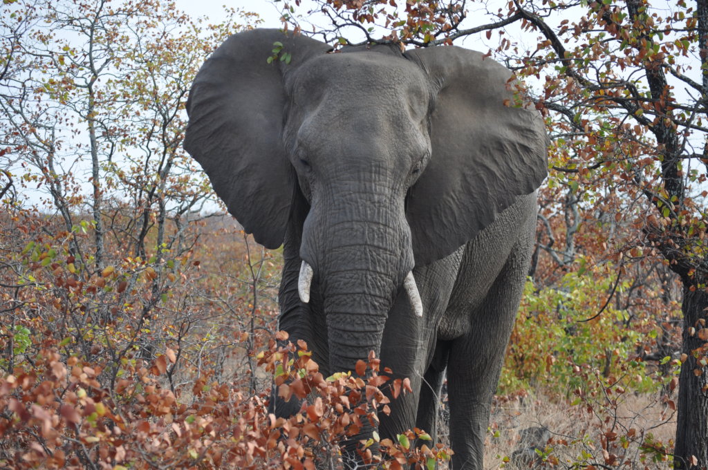 Protecting the African Elephants from Extinction