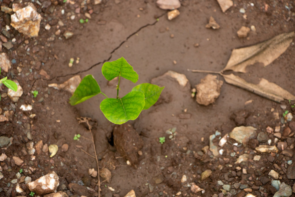 Plant 10,000 Trees to Reduce Carbon Footprints