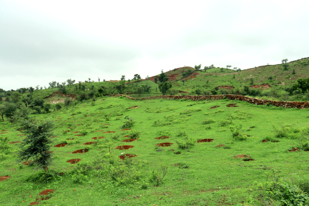 Plant 10,000 Trees to Reduce Carbon Footprints