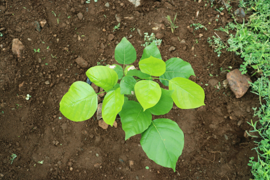 Plant 10,000 Trees to Reduce Carbon Footprints