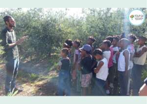 Tour of the De Rustica Olive Estate