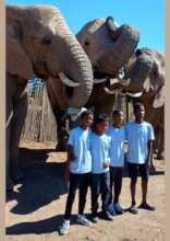 interacting with elephants