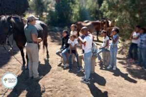 learning all about horses