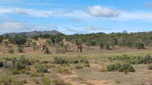 walking with giraffes