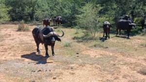 encountering the great buffalo