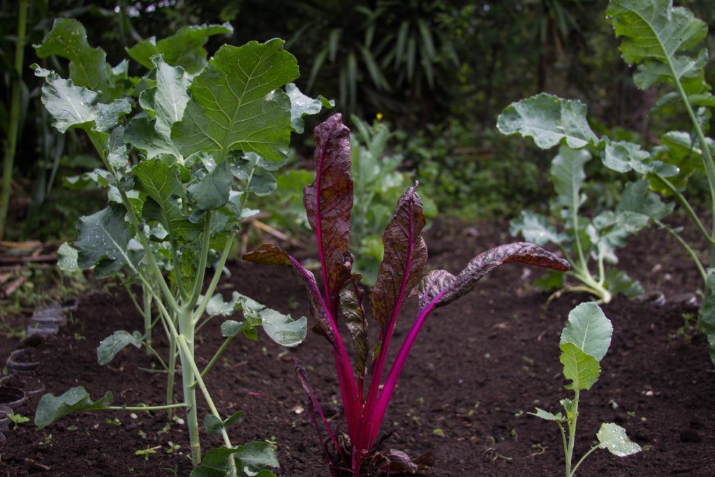 Fight Child Malnutrition in Rural Guatemala