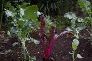 Leafy greens in the educational organic garden
