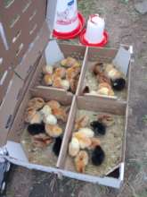 Baby chicks for income generation project