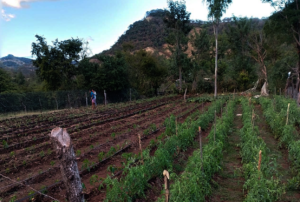 Nohemi's cultivated plot of land