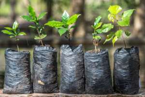 Adapting crops to the changing climate