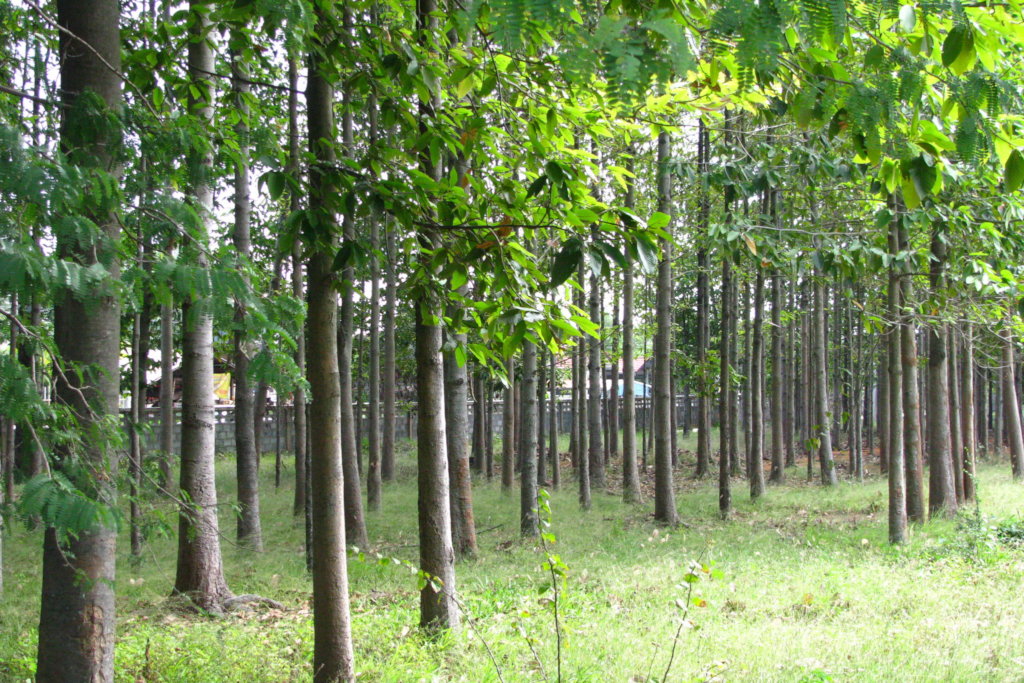 Trees for Us