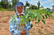 Trees for Us