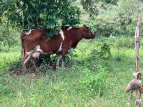 Cow