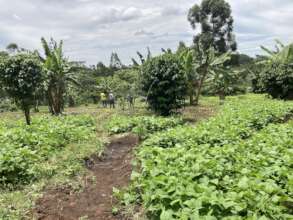 Sukuma Wiki flourishes year round