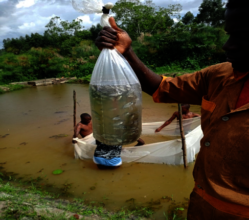 Tilapia fingerlings for the new pond