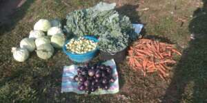 Food from the Farm