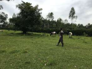 Caring for the two cows currently at the farm