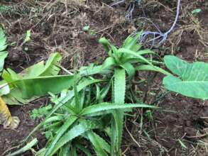 Aloe Vera is so beneficial for a rural community