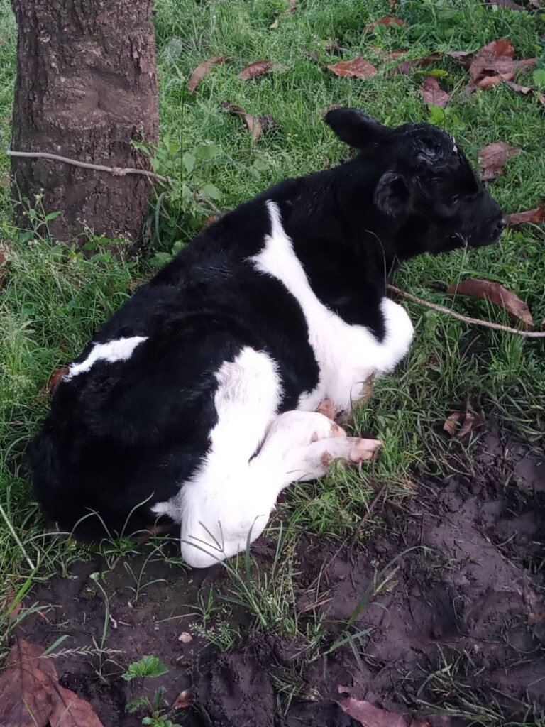 The first calf born at the Mama Rose Farm