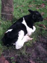 The first calf born at the Mama Rose Farm