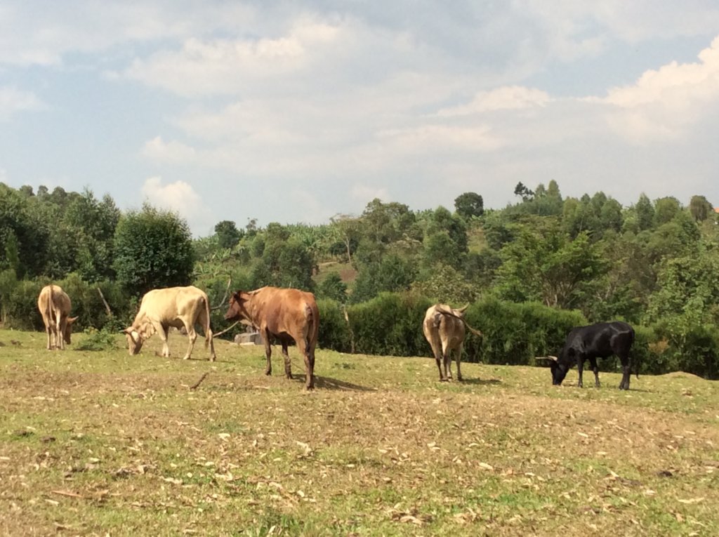 Build A Farm! Feeding children and training youth