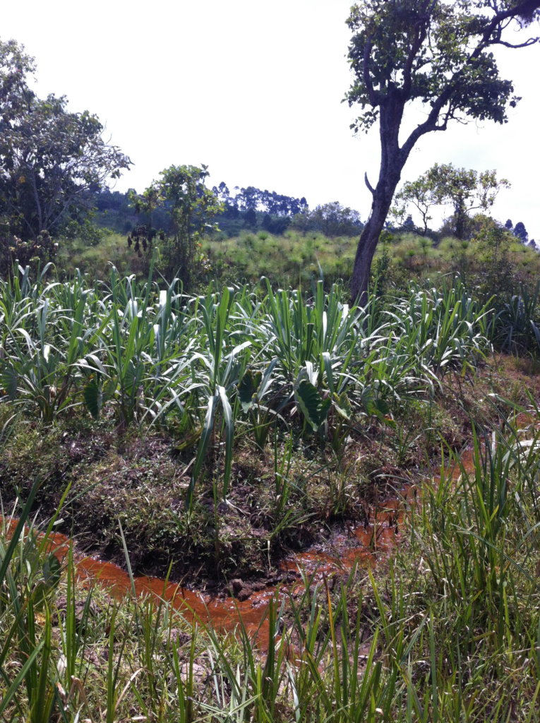 Small crop plantation