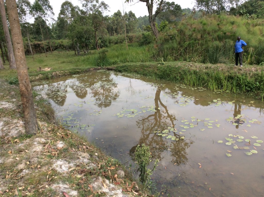 Fish Pond